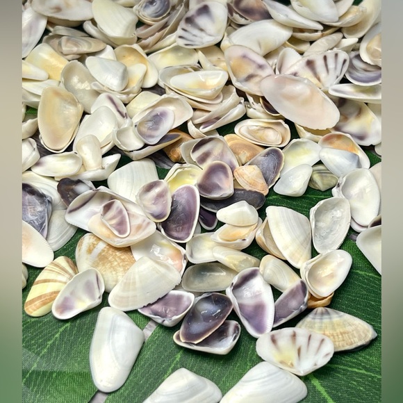 100 Florida Assorted Shells Coquinas, Tellins, Wedge Mixed 
Collect DIY Crafting - Picture 5 of 16